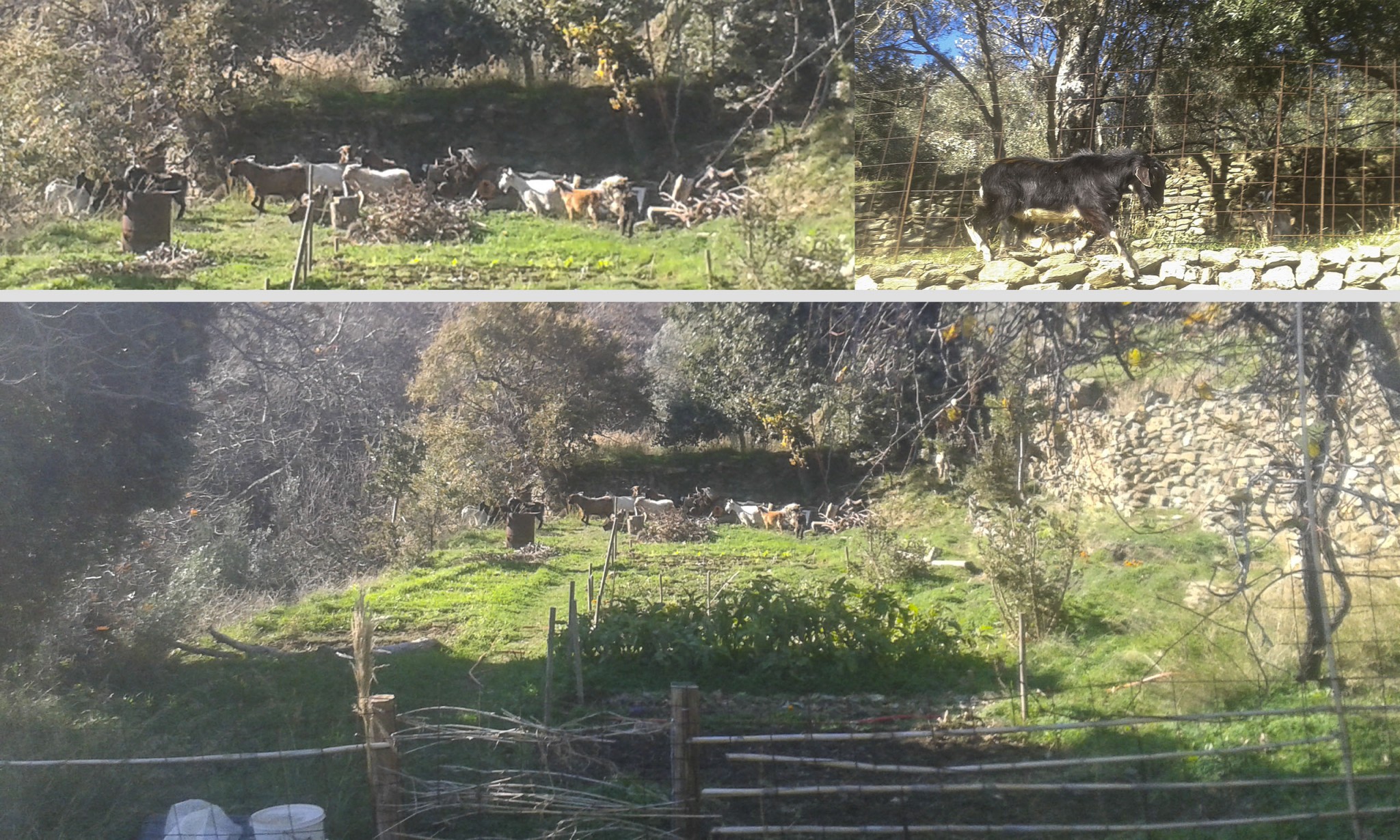 tinos ecolodge goat attack