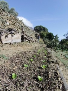 tinos-ecolodge-garden_9